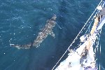 HWDTs unique research vessel Silurian; basking shark alongside Silurian.